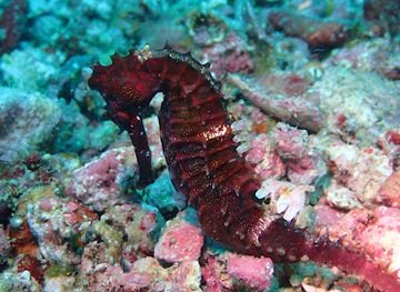 philippines/malapascua-island/shop/malapascua