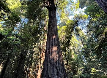 california/redwood-national-and-state-parks/shop/henry-cowell-redwoods-state-park