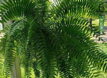 alabama/black-belt/shop/blackbelt-garden-and-gifts
