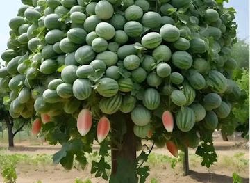 papua-new-guinea/port-moresby/shop/variety-products-png