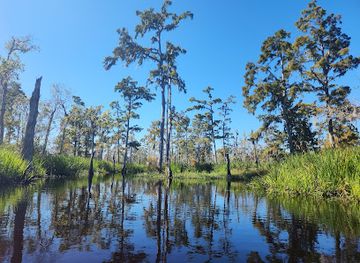 louisiana/lake-maurepas/shop/maurepas-swamp-wildlife-management-area