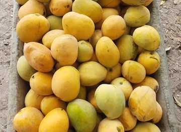 the-gambia/niamina-dankunku/shop/sofanyama-visionary-farm