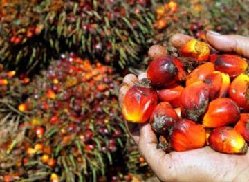 tanzania/tabora/shop/rufita-kota-za-reli