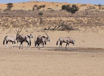botswana/kgalagadi-district/shop/kgalagadi-transfrontier-park