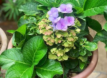 saint-lucia/diamond-falls-botanical-gardens/shop/lydia-s-botanic-haven