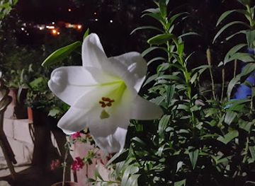 jordan/ajloun-castle/shop/land-kufranjah