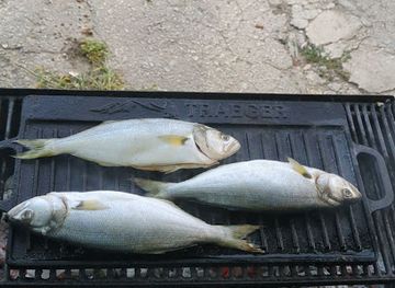 bulgaria/albena/shop/doplamen