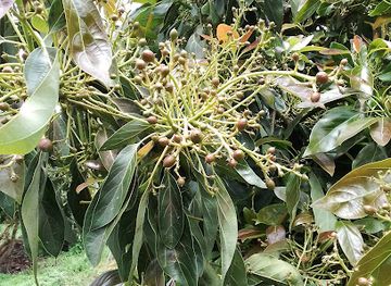 kenya/mount-kenya-national-park/shop/agri-biotech-farm-international