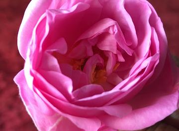 saudi-arabia/al-hada/shop/mzr-wmsn-a7md-alqrshy-llwrd-altafy