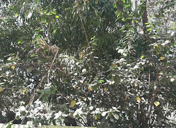 ethiopia/lake-tana/shop/house-of-z-great-jupiter