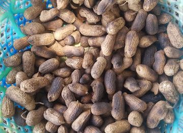 ethiopia/benishangul-gumuz-region/shop/pawi