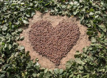 italy/langhe/shop/cuor-di-nocciola-delle-langhe