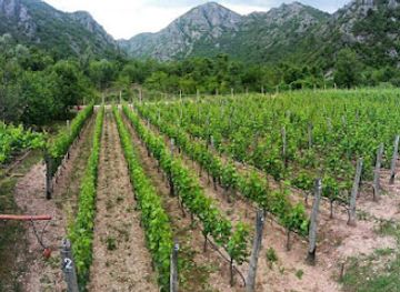 montenegro/skadar-lake-region/shop/vinarija-masanovic-winery-masanovic