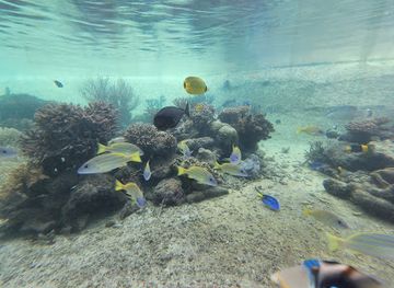 palau/ngeruangel-reef/shop/palau-international-coral-reef-center