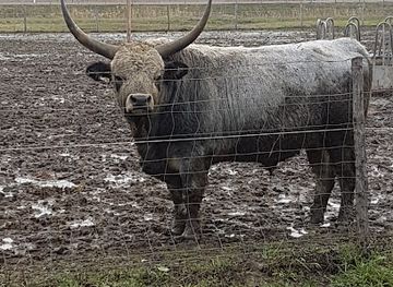 hungary/hortobagy/shop/hortobagyi-ludtenyeszto-zrt