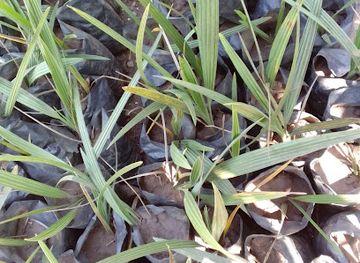 rwanda/muhazi-lake/shop/belancila-fruits