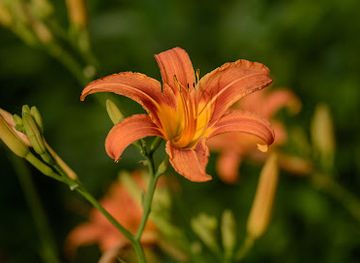 ukraine/kremenchuk/shop/optovichok