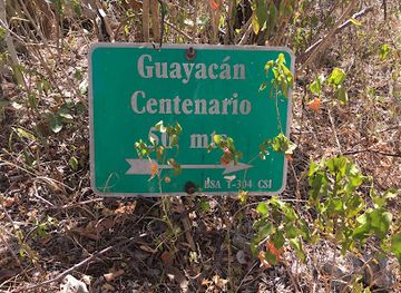 puerto-rico/guanica-dry-forest-reserve/shop/guayacan-centenario