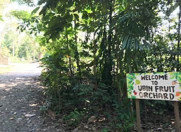 singapore/pulau-ubin/shop/ubin-fruit-orchard