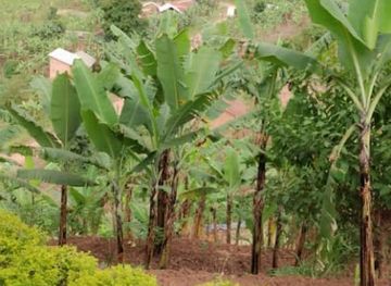 uganda/bwindi-impenetrable-national-park/shop/bukebeka-trading-centre