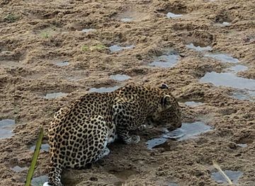 tanzania/mikumi-region/shop/camp-lilac-mikumi-safaris-ltd