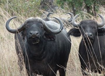 zambia/luangwa-valley/shop/nekacheya-travel-tours