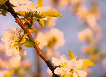 pakistan/baltistan/shop/gilgit-organics