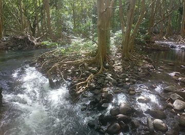 mauritius/black-river-gorges-national-park/shop/black-river-visitors-centre