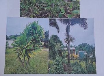 vanuatu/aniwa/shop/jjk-store