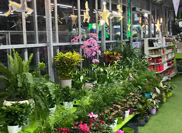 Flowers Plants Gikas