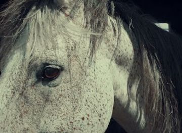 tunisia/hammamet/shop/zen-hammamet