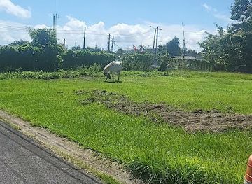 puerto-rico/el-yunque-national-forest/shop/jueyera-el-yunque