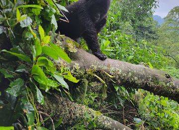 uganda/bwindi-impenetrable-national-park/shop/ruhija-uganda