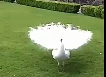 jamaica/surrey-county/shop/kerry-kay-s