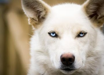 norway/svalbard/shop/holmen-husky-lodge