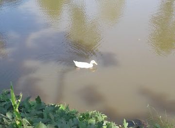 south-carolina/piedmont/shop/crystal-springs-fishing-pond