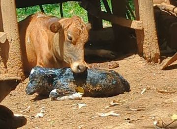 kenya/pokot-region/shop/matisi-market