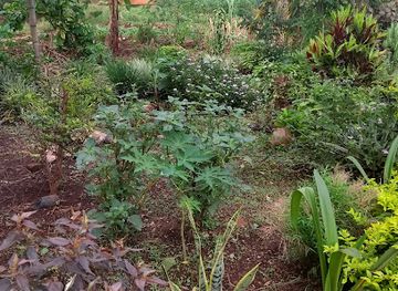 malawi/mulanje-massif/shop/lucky-garden-pavillion