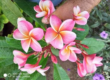 malta/marsaxlokk/shop/grioli-garden-centre