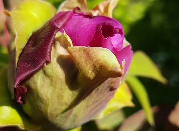 guernsey/st-saviour/shop/st-saviours-nurseries