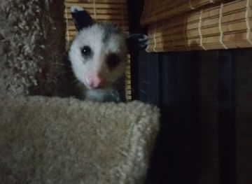 florida/santa-fe-river/shop/unicorn-strings