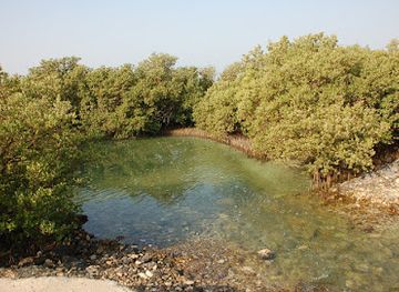qatar/al-thakira-mangroves/shop/al-dhakira-mangroves