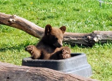 south-dakota/needles-highway/shop/bear-s-den-gift-shop