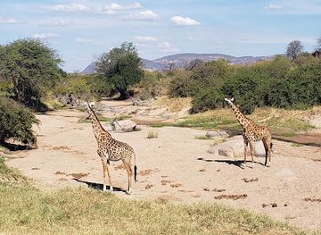 tanzania/ruaha-national-park/shop/ruaha-national-park-ingresso