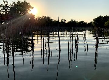 qatar/al-thakira-mangroves/shop/mangroves