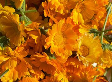 uruguay/cabo-polonio/shop/ame-verte-bio-cosmetica