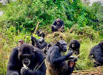 zambia/chimfunshi-wildlife-orphanage/shop/chimfunshi-wildlife-orphanage-trust