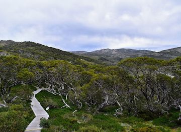 australia/snowy-mountains/shop/snow-gums-boardwalk