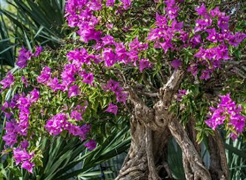 florida/ft-pierce/shop/heathcote-botanical-gardens