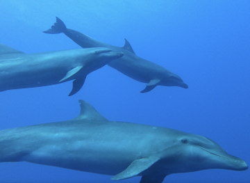 french-polynesia/rangiroa/shop/y-aka-plongee-rangiroa